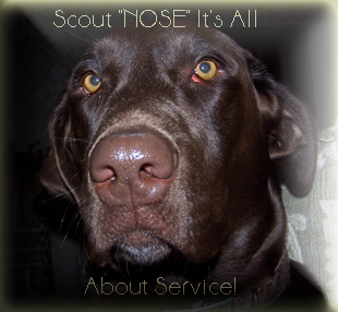 Dogs Really Do KNOW best. It's all about service!